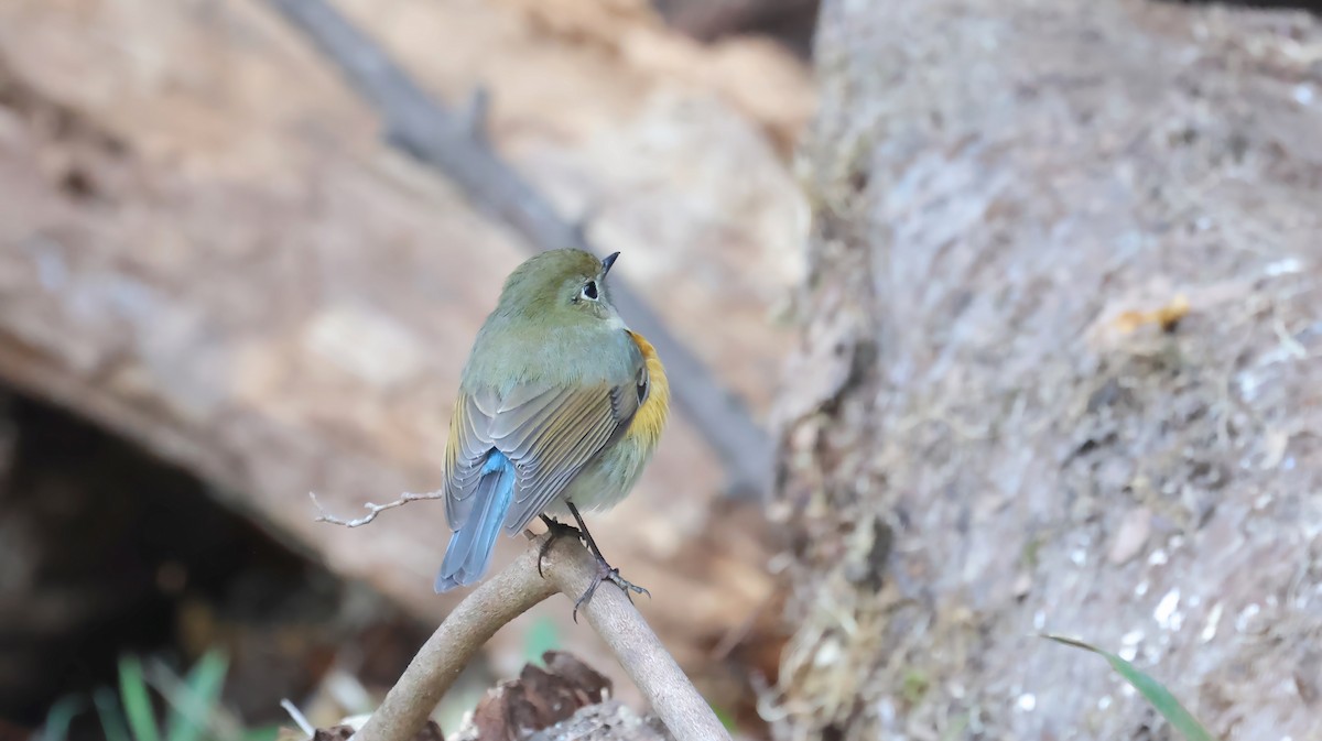 Ruiseñor Coliazul - ML645881680