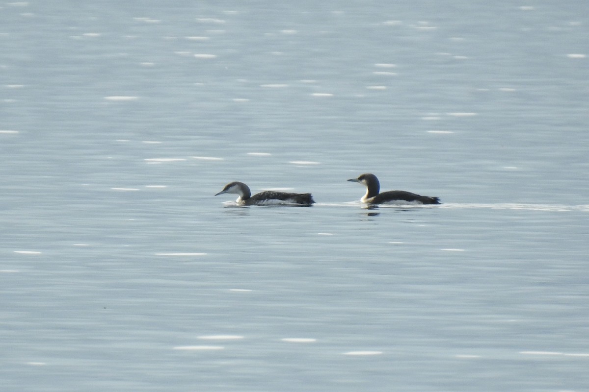 Colimbo Ártico - ML645881681