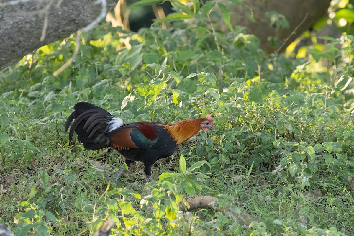 Red Junglefowl - Kalpesh Krishna