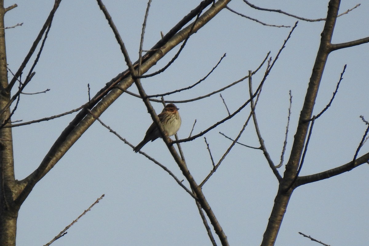 Little Bunting - ML645881691