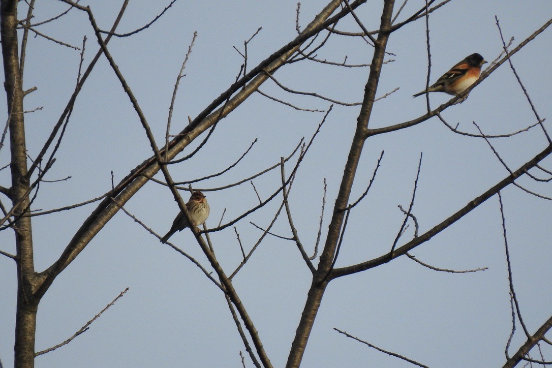 Little Bunting - ML645881692