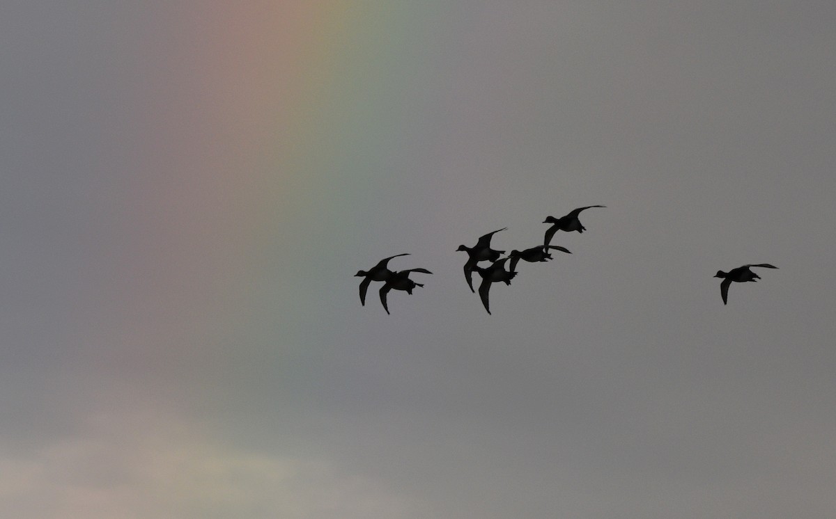 polák americký - ML645881699