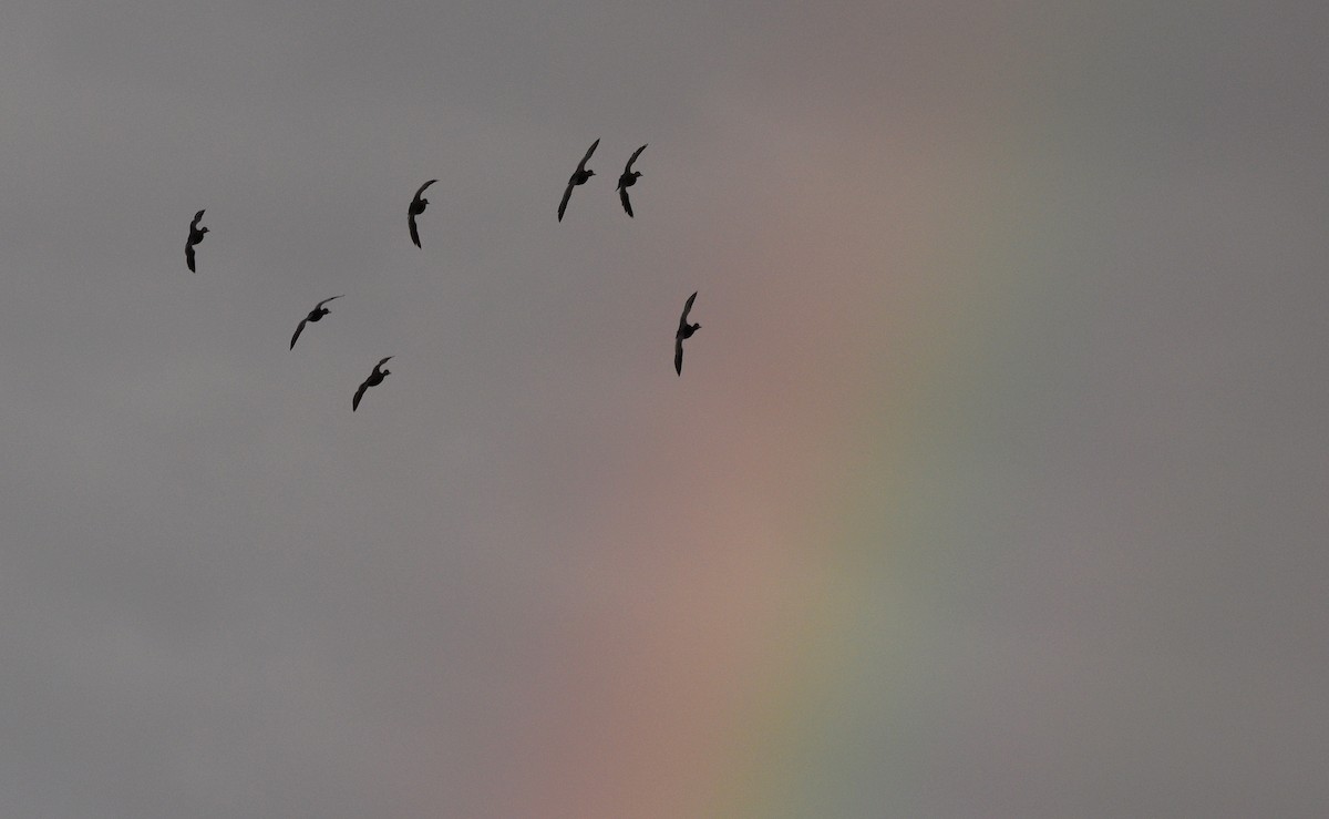 polák americký - ML645881700