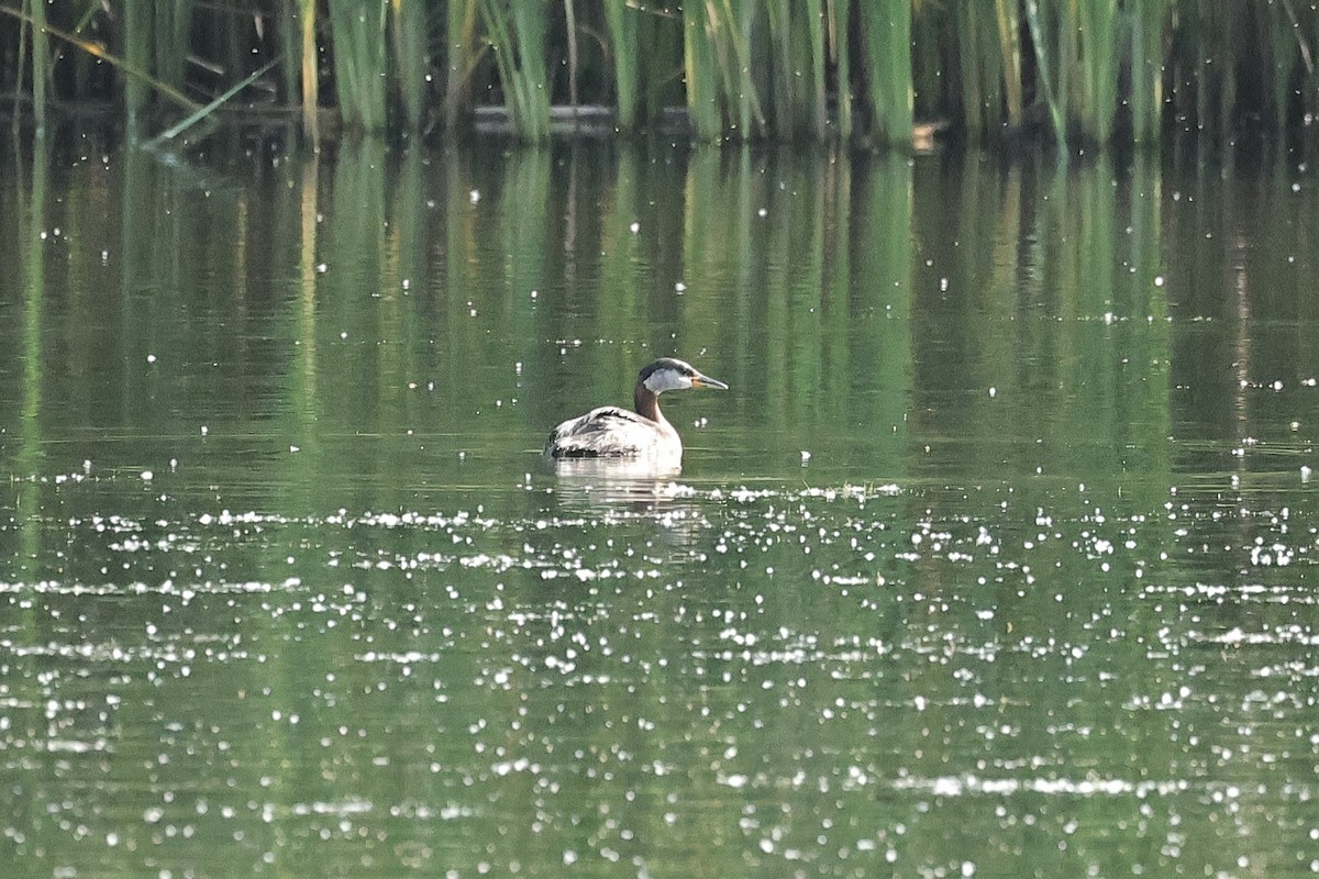 Somormujo Cuellirrojo - ML645881728