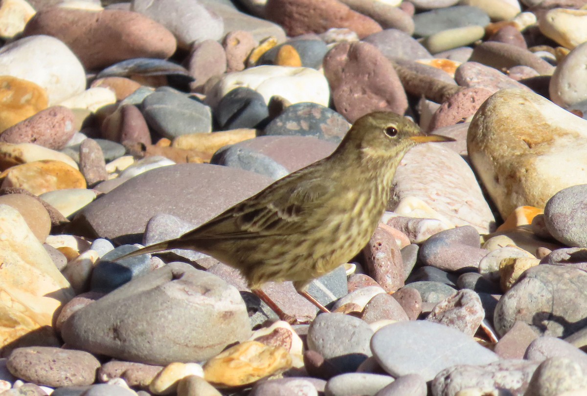 Rock Pipit - ML645881730