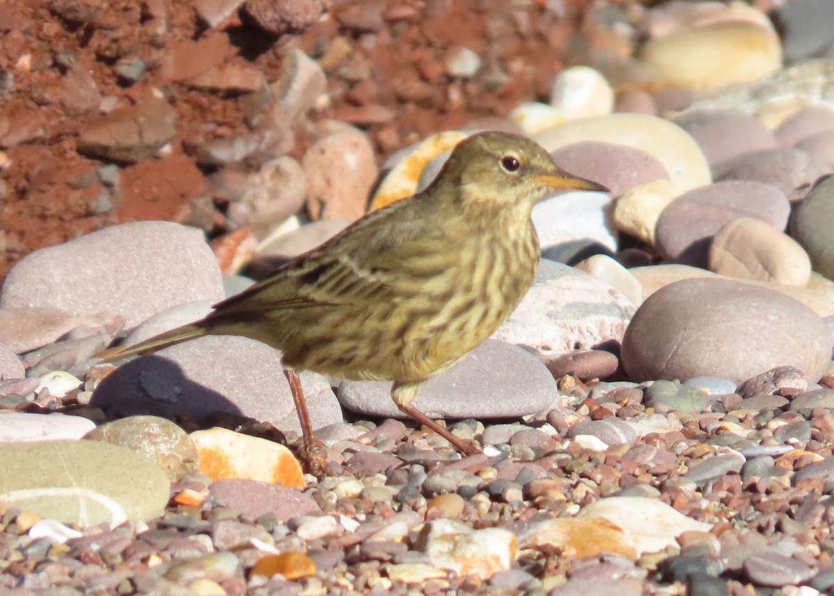 Rock Pipit - ML645881733