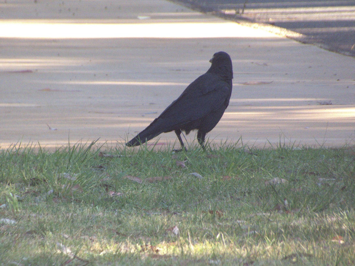 Neuhollandkrähe - ML645881737