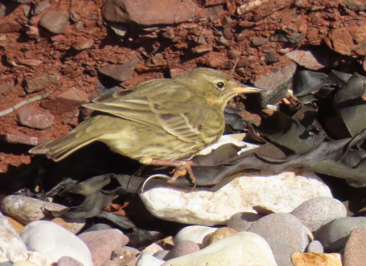 Rock Pipit - ML645881738