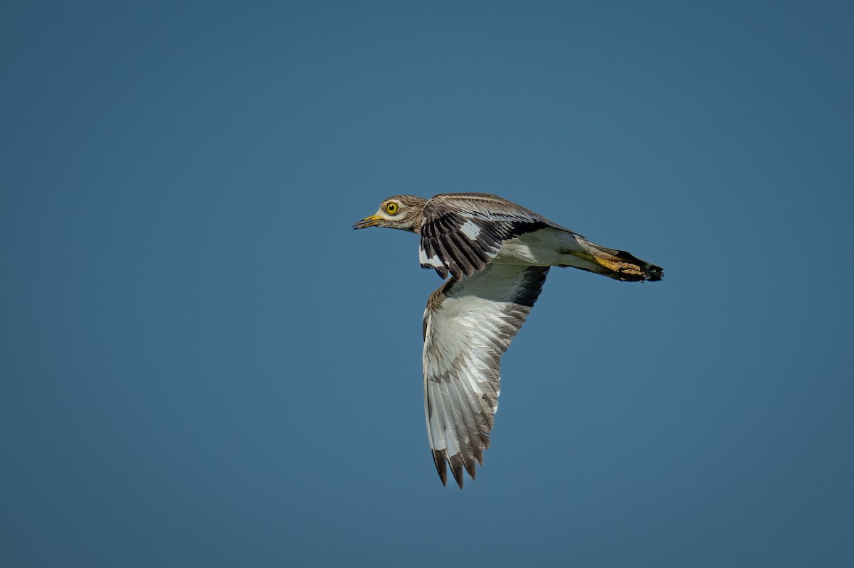 dytík úhorní - ML645881744