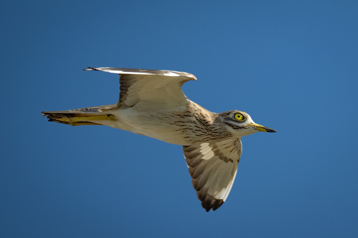 dytík úhorní - ML645881745