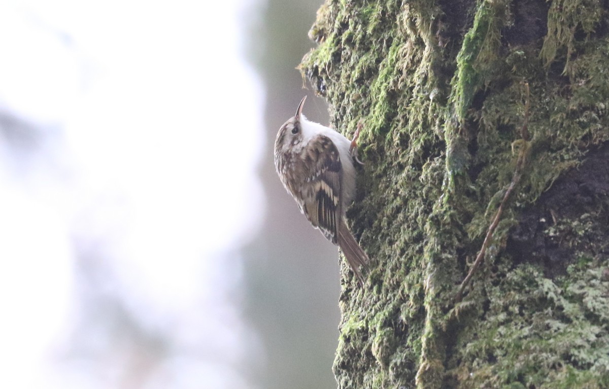 タンシキバシリ - ML645881746