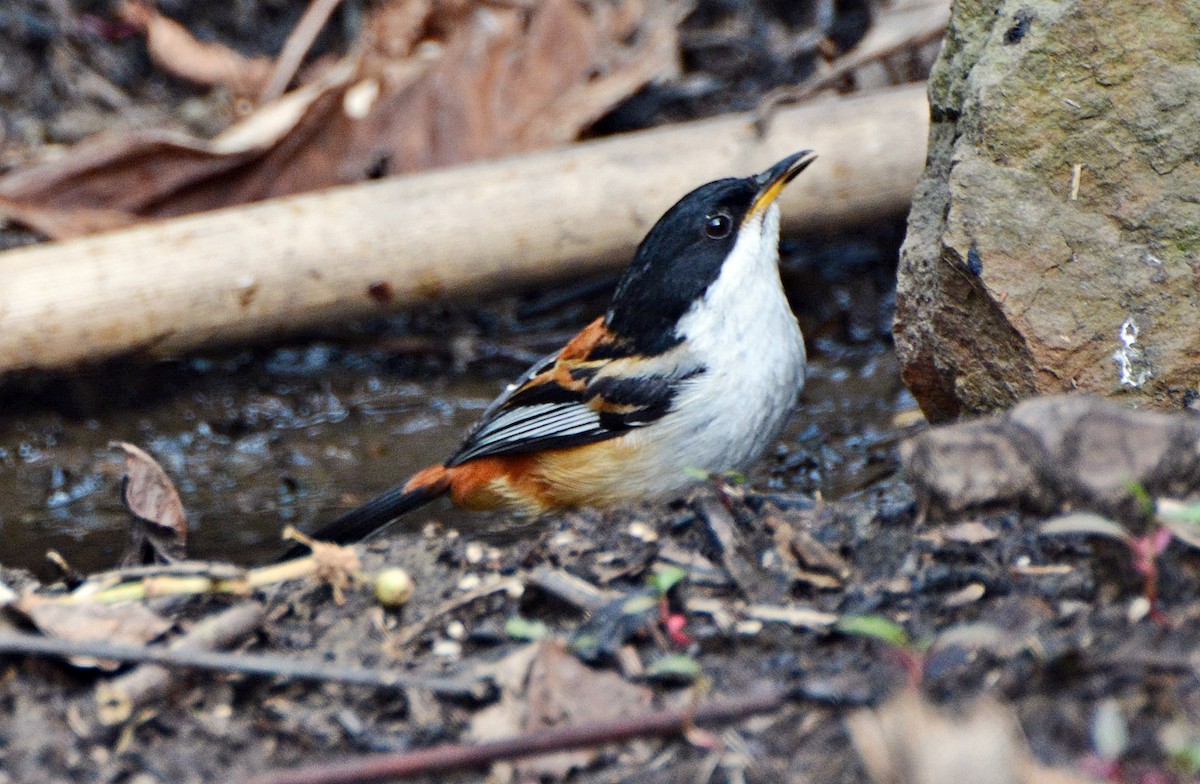 Rufous-backed Sibia - ML645881749