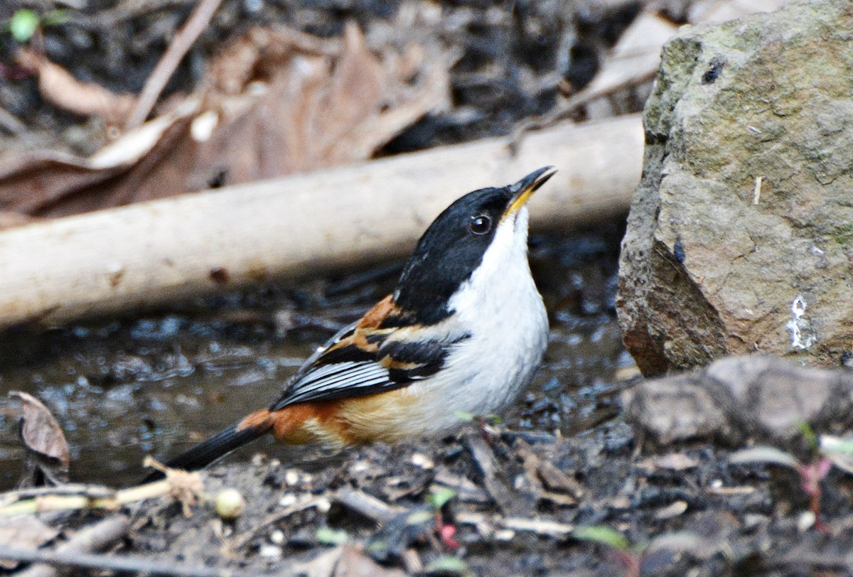 Rufous-backed Sibia - ML645881750