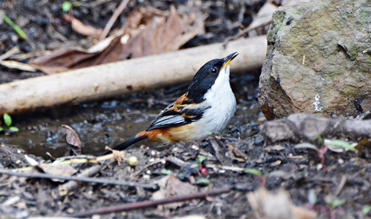 Rufous-backed Sibia - ML645881751