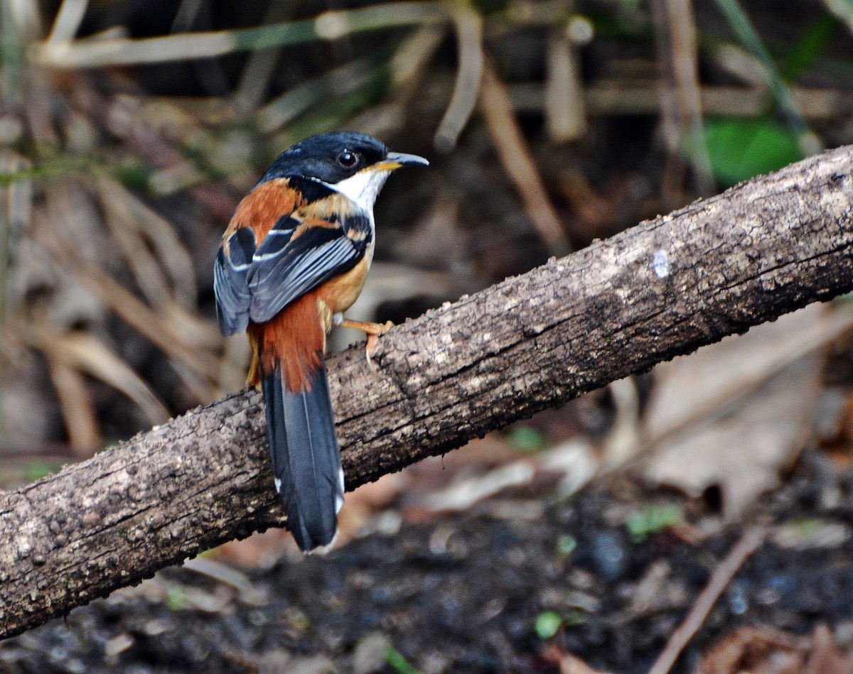 セアカウタイチメドリ - ML645881752