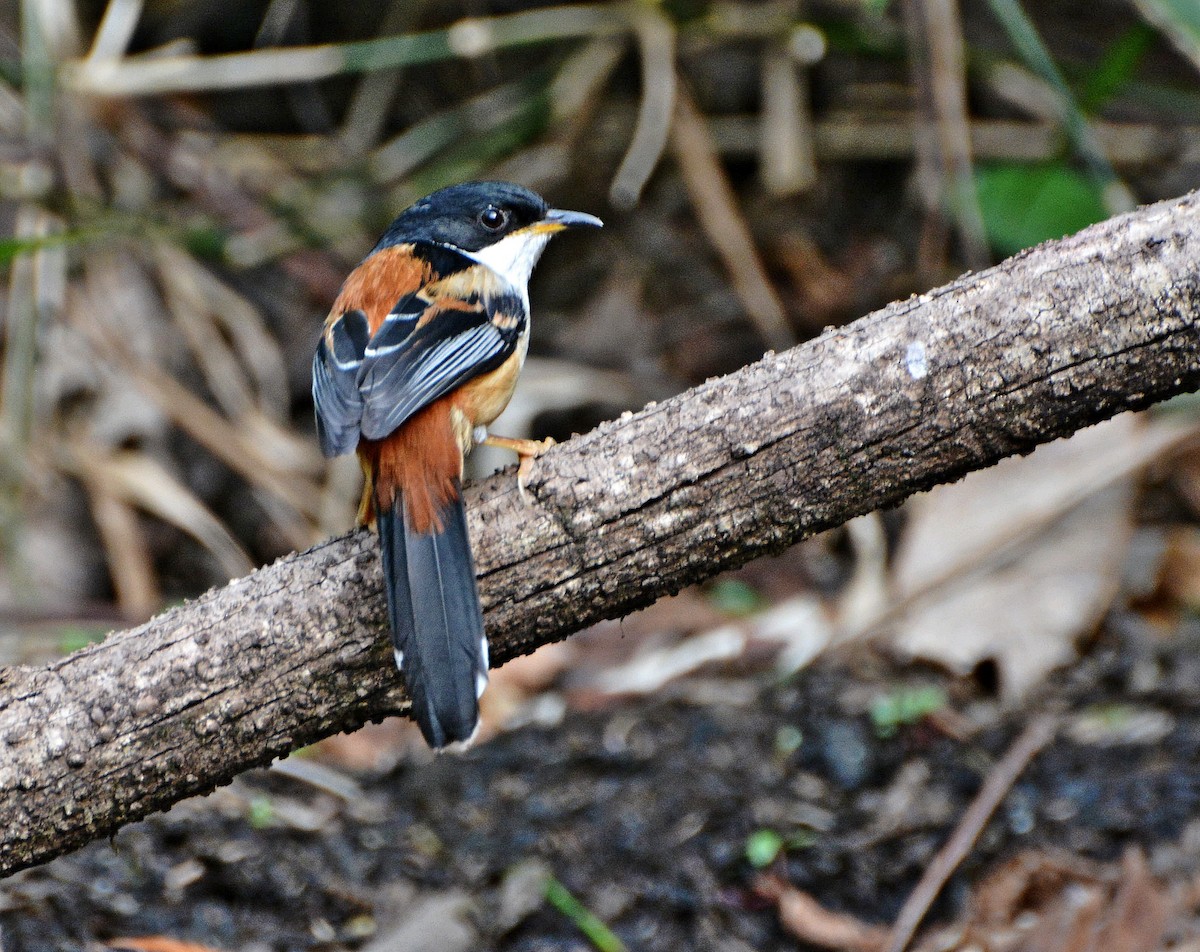 Rufous-backed Sibia - ML645881753