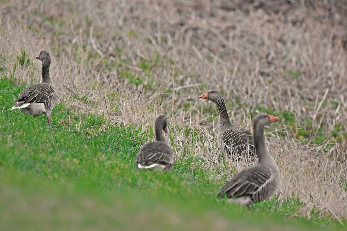 ハイイロガン - ML645881755