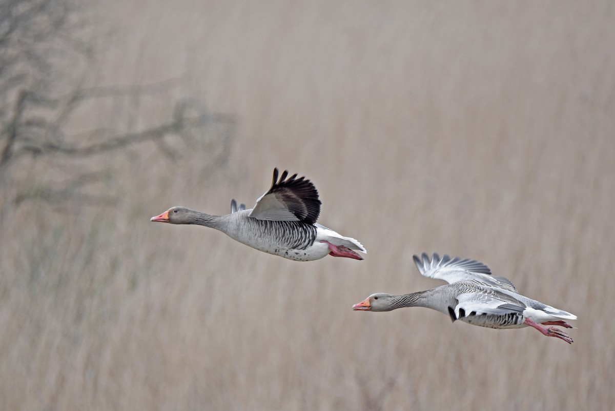 ハイイロガン - ML645881756