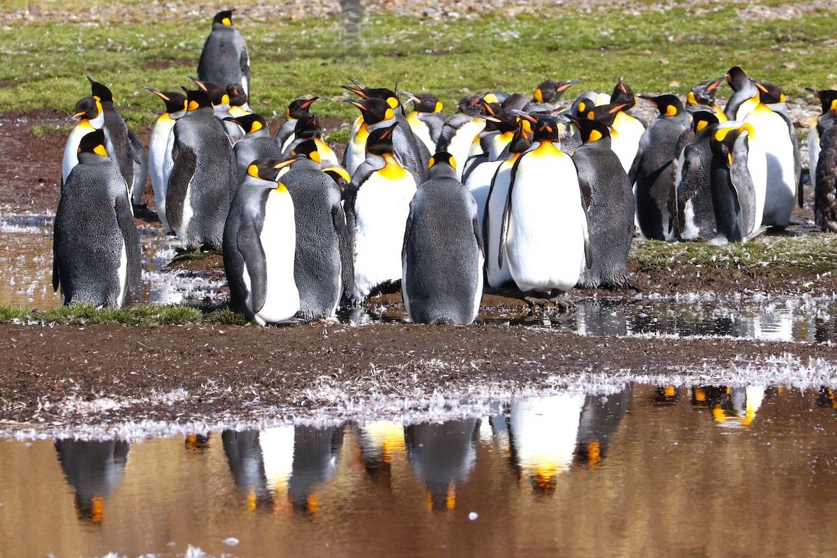 Manchot royal - ML645881757