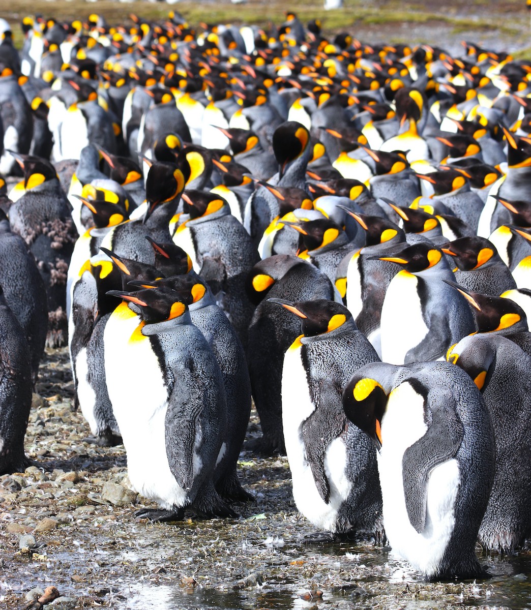 オウサマペンギン - ML645881760
