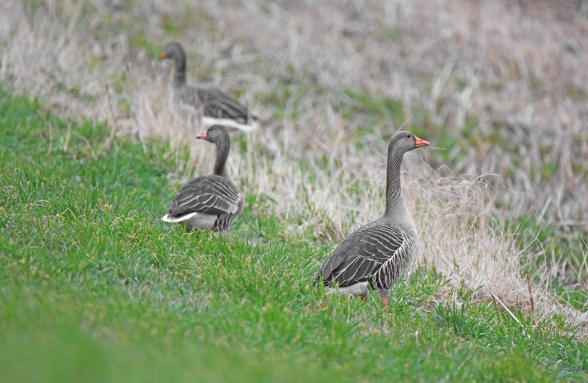 ハイイロガン - ML645881762