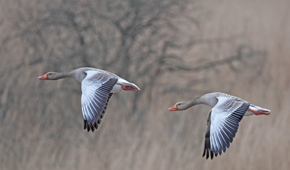 ハイイロガン - ML645881763