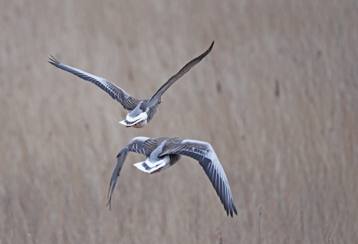 ハイイロガン - ML645881764