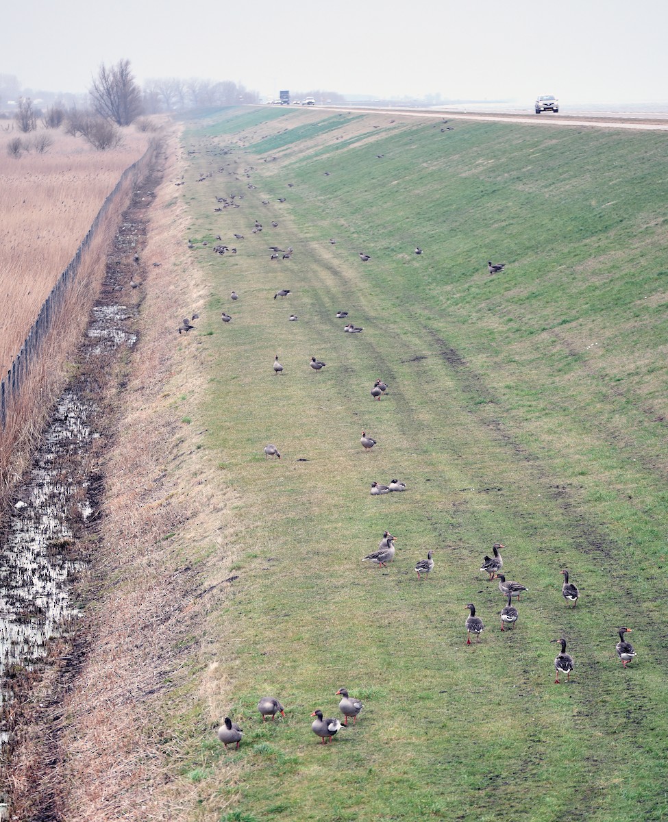 ハイイロガン - ML645881765