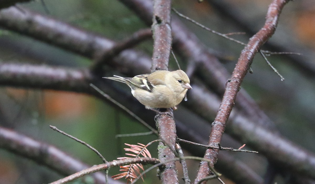 ズアオアトリ - ML645881766