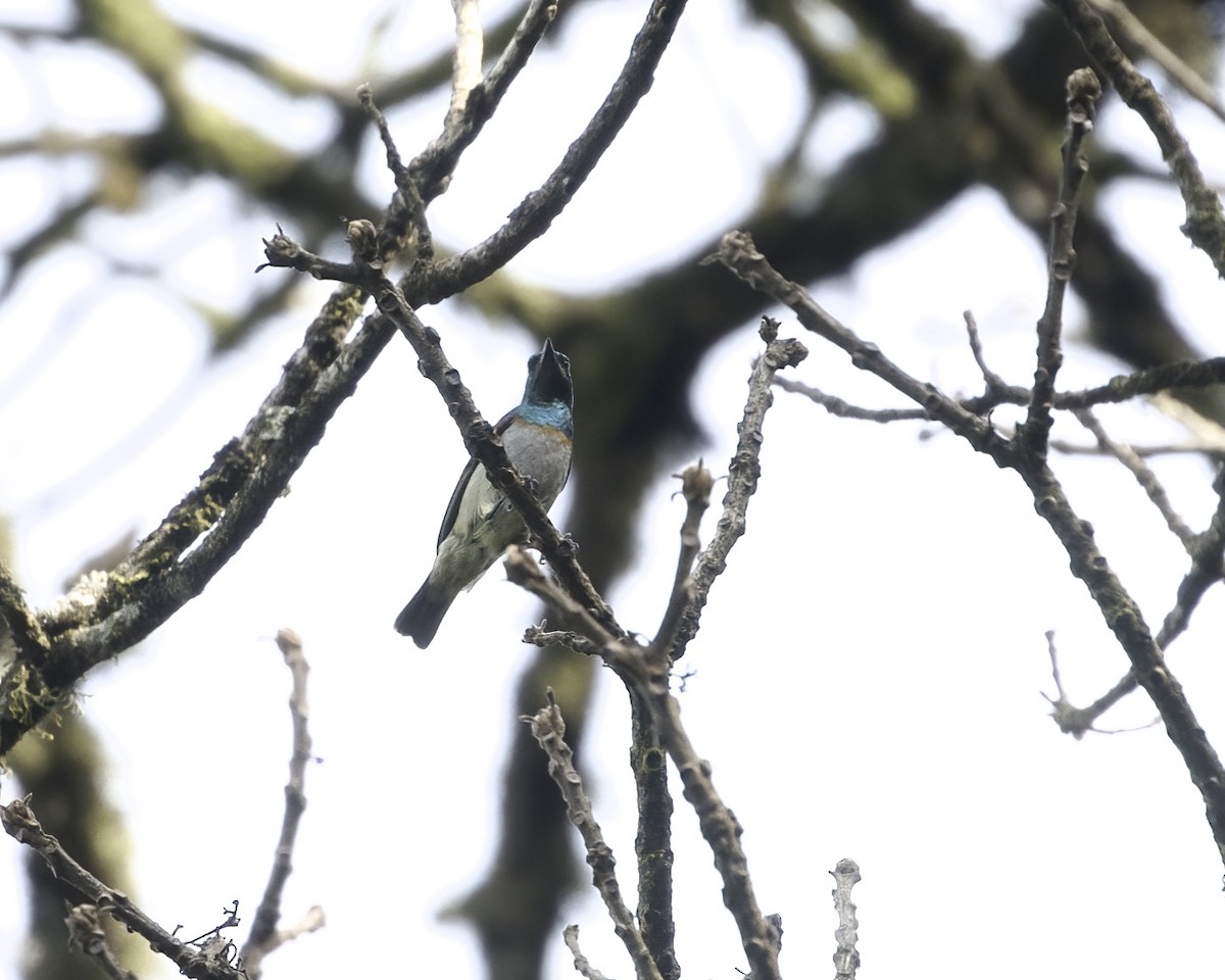 Gray-chinned Sunbird - ML645881768