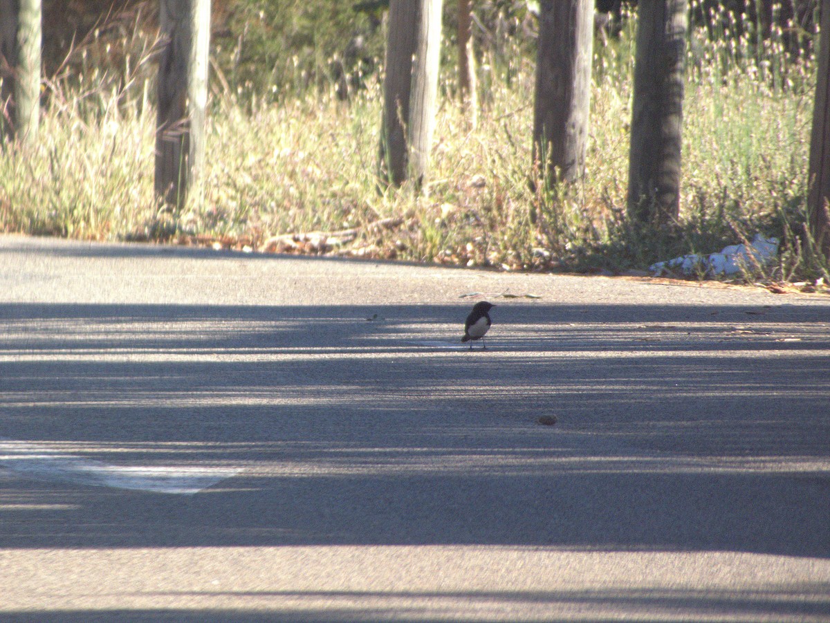 ヨコフリオウギビタキ - ML645881770