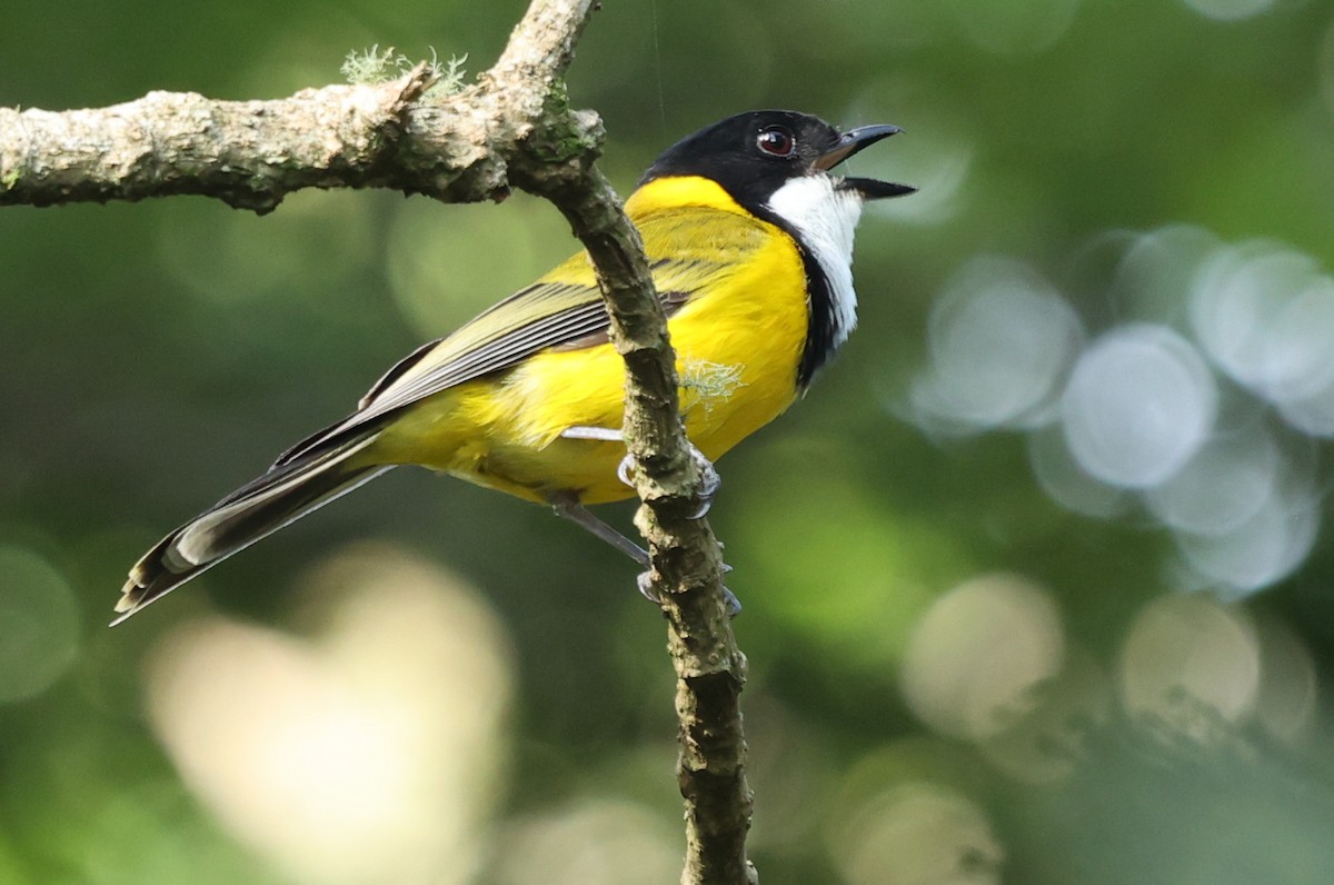 Golden Whistler - ML645881771