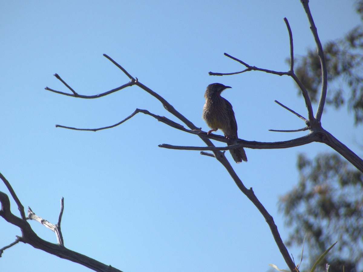 アカミミダレミツスイ - ML645881772