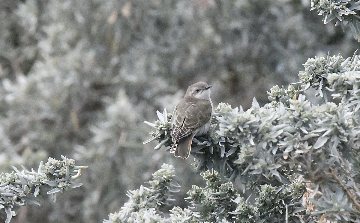 マミジロテリカッコウ - ML645881773