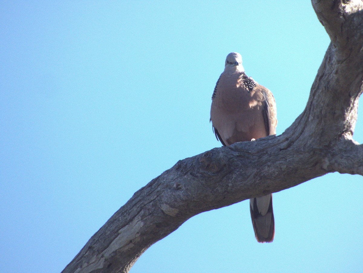 カノコバト - ML645881774