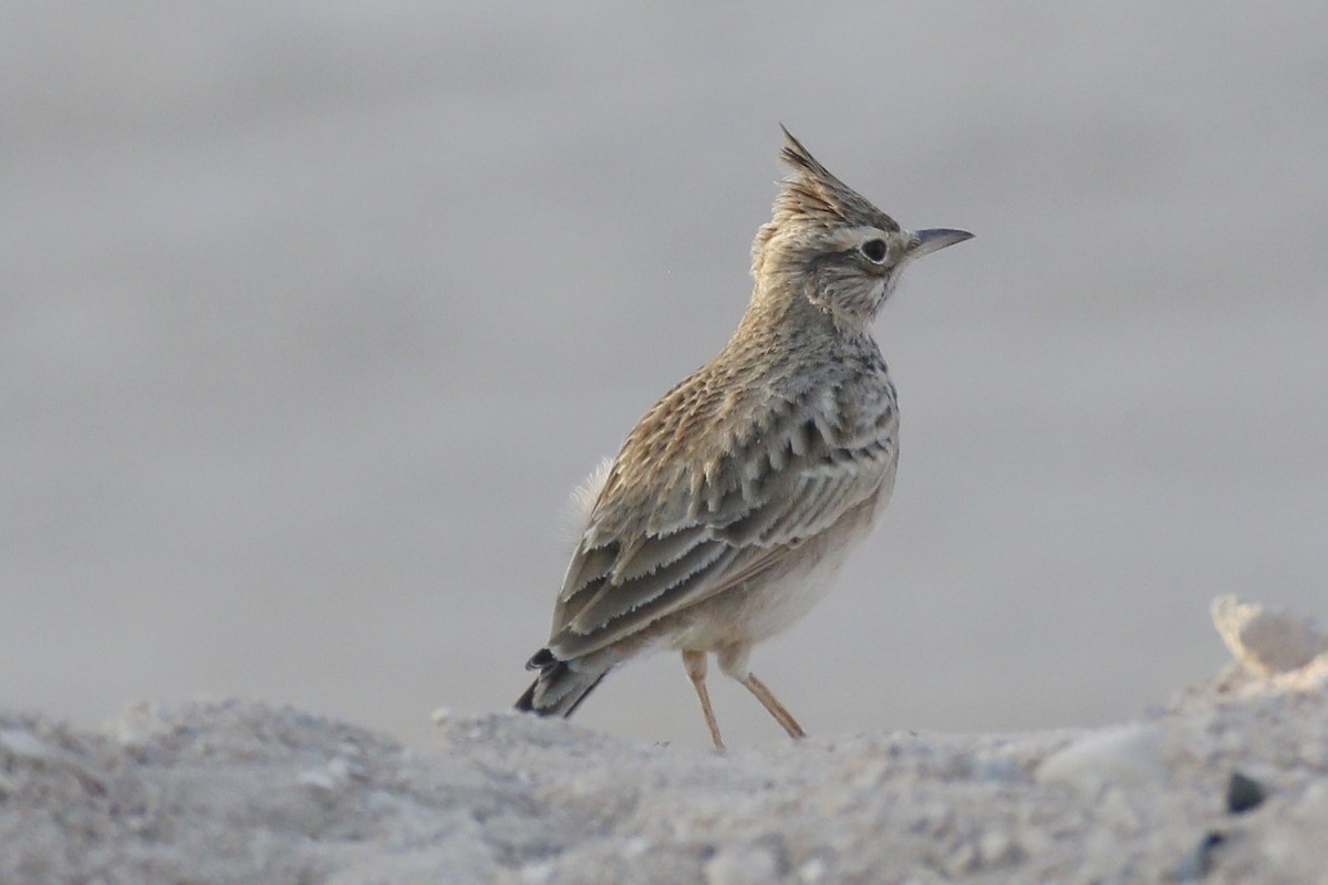 カンムリヒバリ - ML645881776