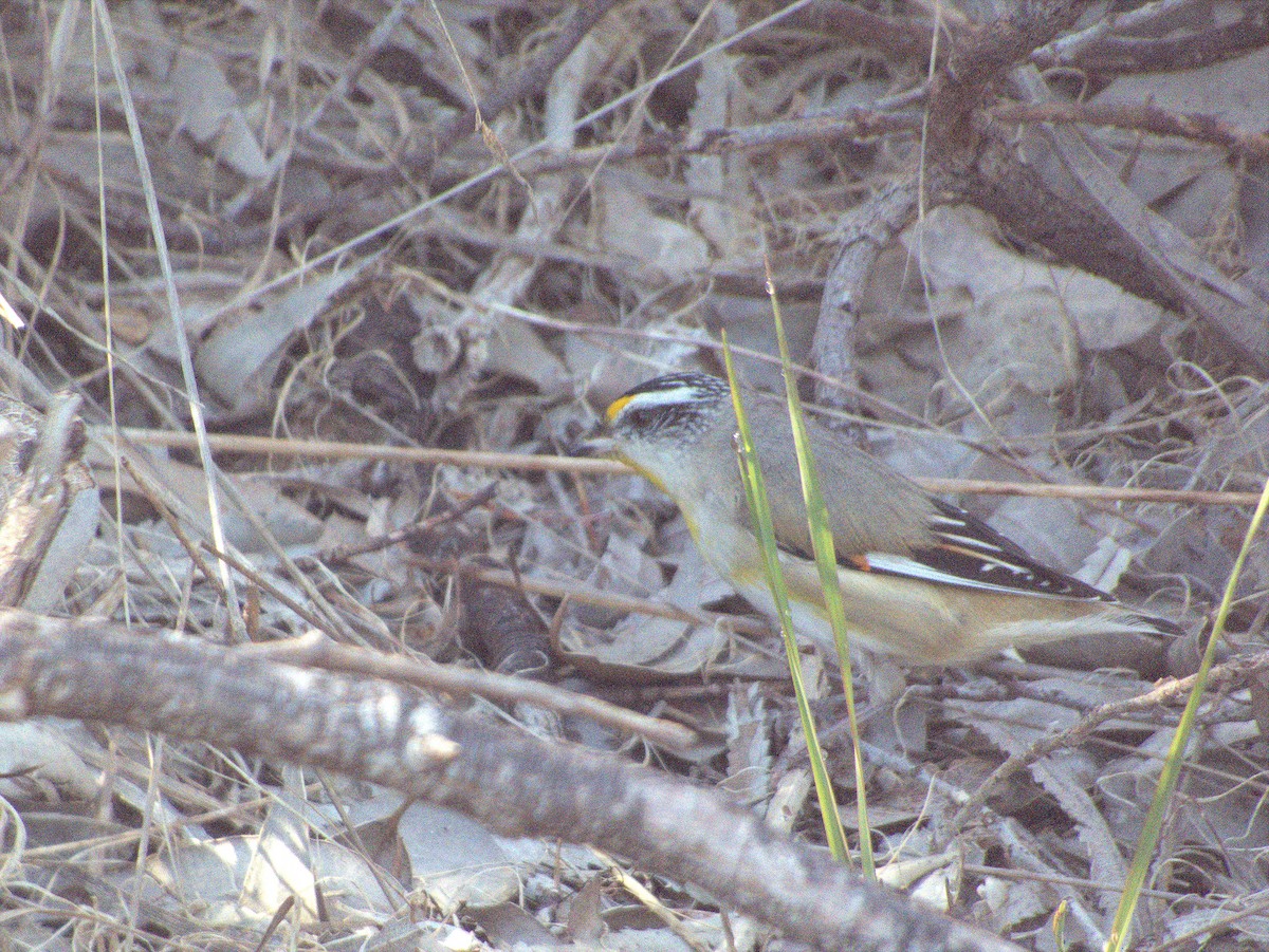 キボシホウセキドリ（substriatus） - ML645881777