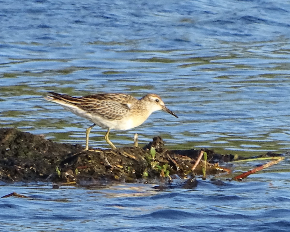 ウズラシギ - ML645881778