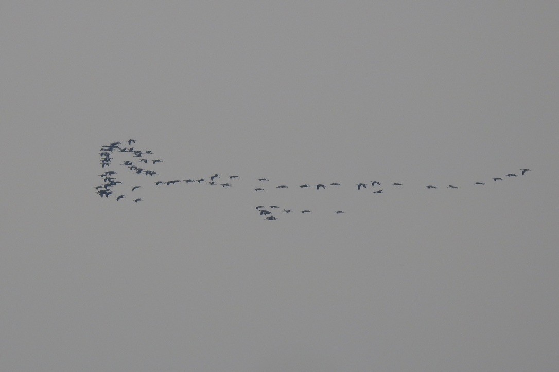 クロヅル - ML645881779