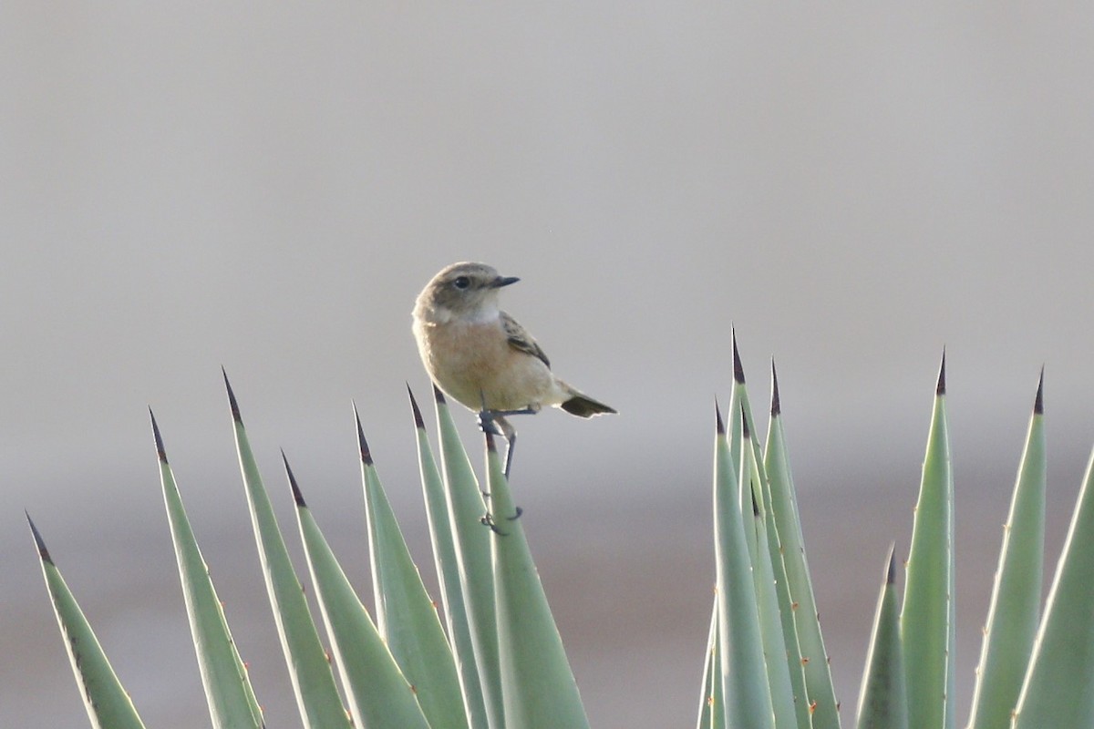 ヨーロッパノビタキ - ML645881781