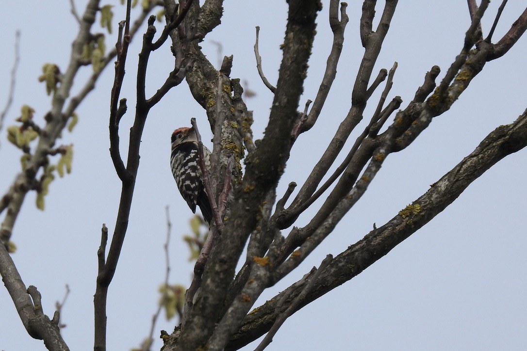 コアカゲラ - ML645881782