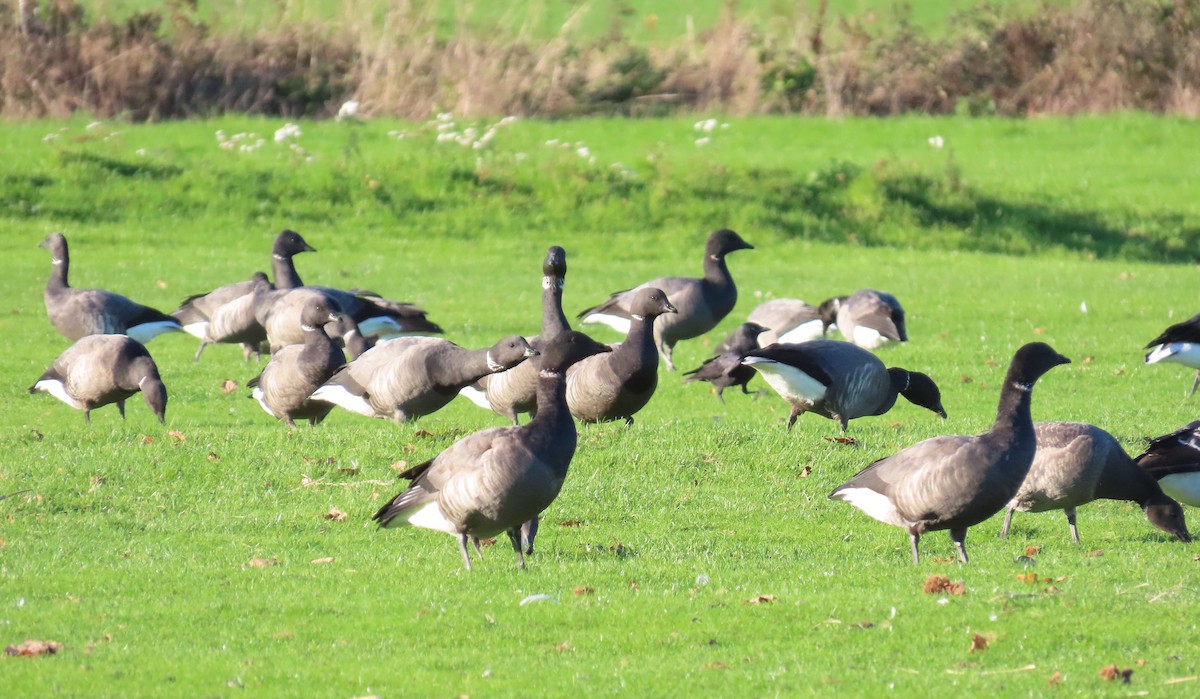 コクガン（bernicla） - ML645881783