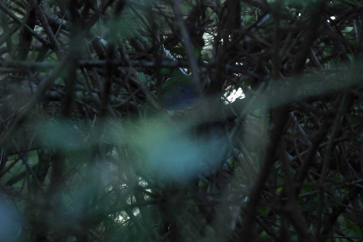 リビングストンエボシドリ - ML645881784