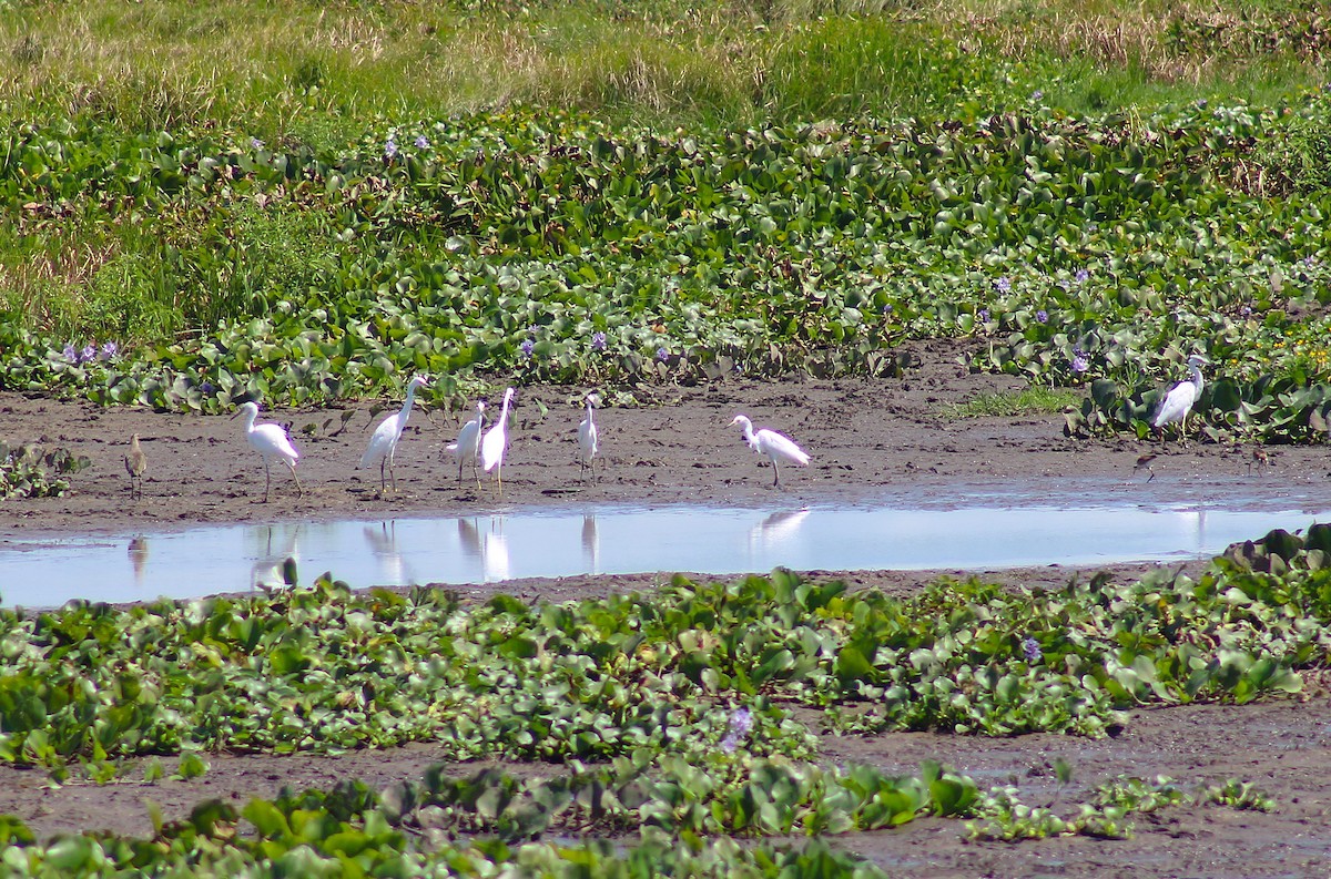 ユキコサギ - ML645881787