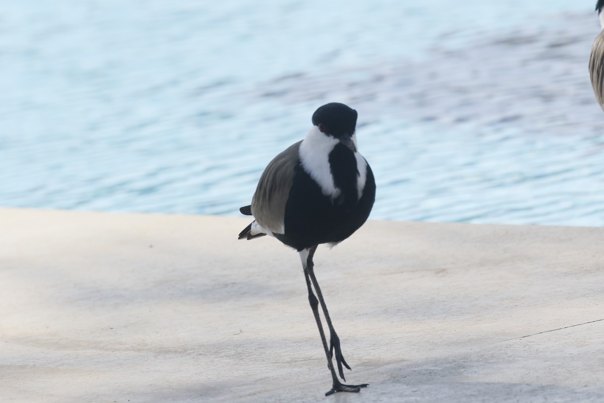 Vanneau à éperons - ML645881789