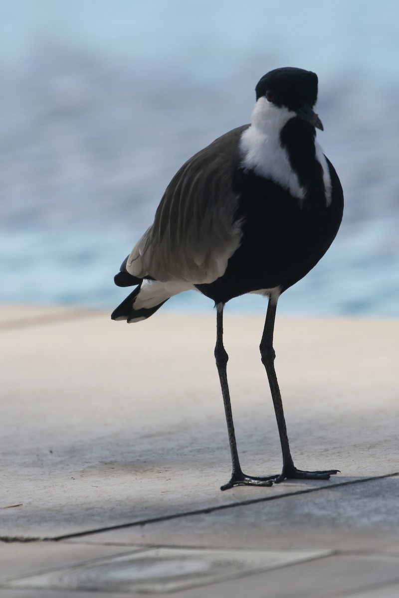 Vanneau à éperons - ML645881790