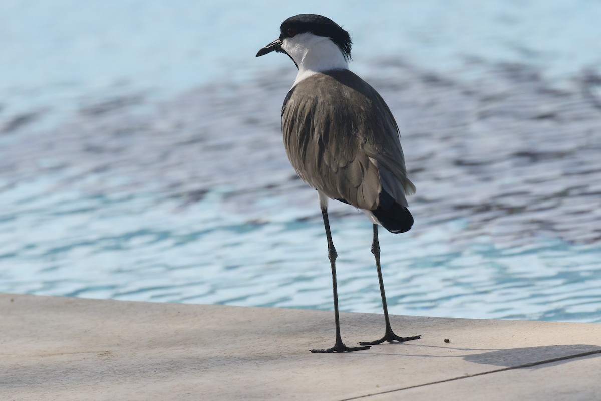 Vanneau à éperons - ML645881791