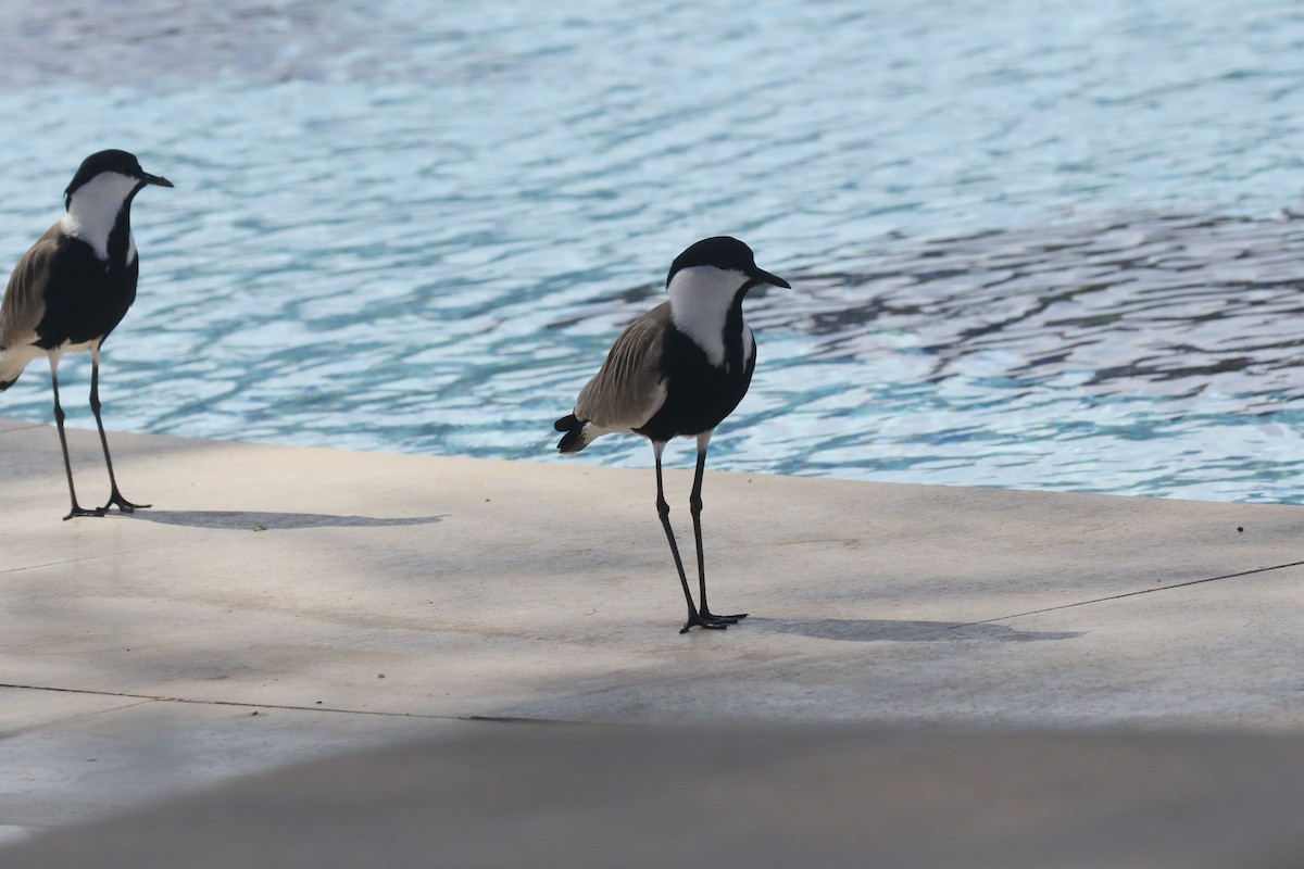 Vanneau à éperons - ML645881792