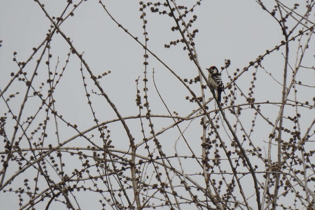 コアカゲラ - ML645881793