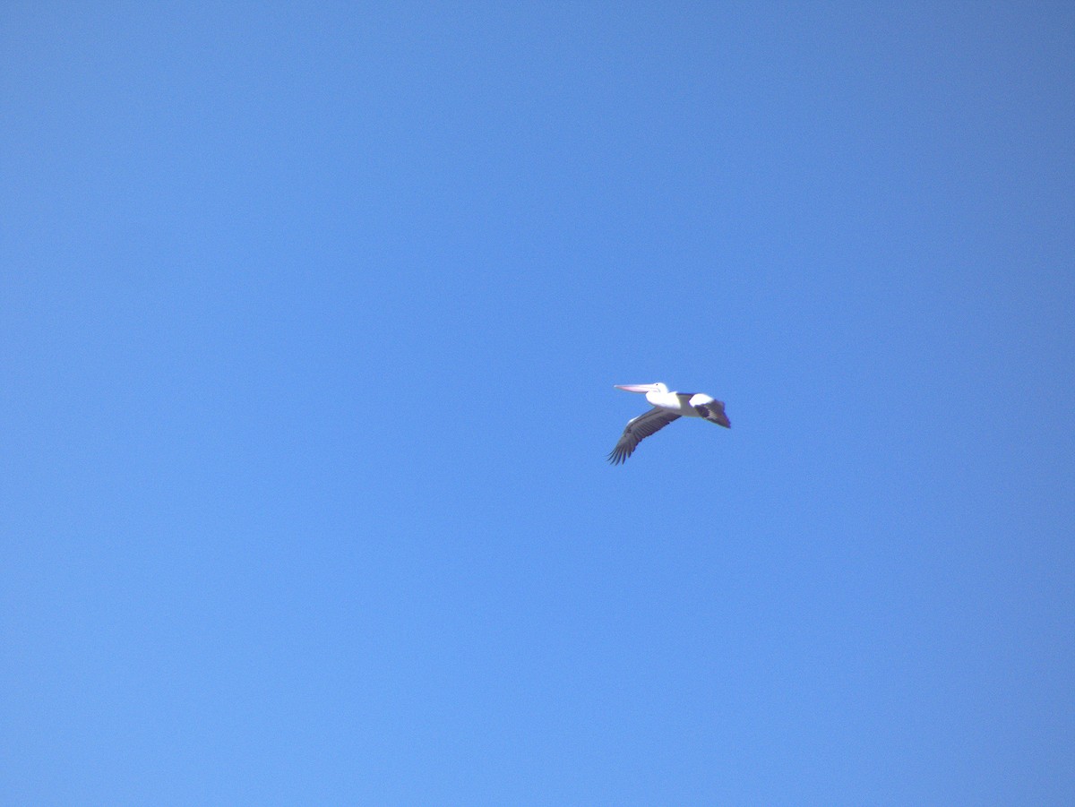 Brillenpelikan - ML645881797